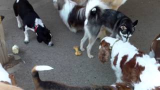 Henry, Teddy, Riley, Owen, Bella, Karl,Gabby