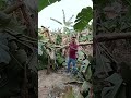 কৃষকের সপ্ন শেষ / A farmer is finish #agriculture #farmer #bananatree