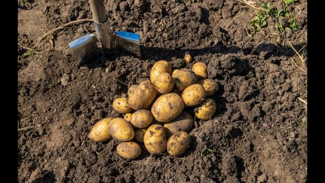 Что внести в почву перед посадкой картофеля. Поле посадки кортошки. посадка картофеля картинки. посадка картофеля на маленьком участке земли. высокий урожай картофеля с маленького участка.