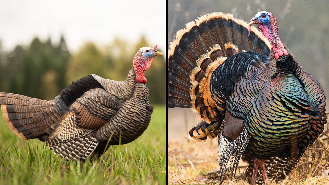 Best Turkey Decoy 2025 | Top 10 Collapsible Realistic Turkey Decoy