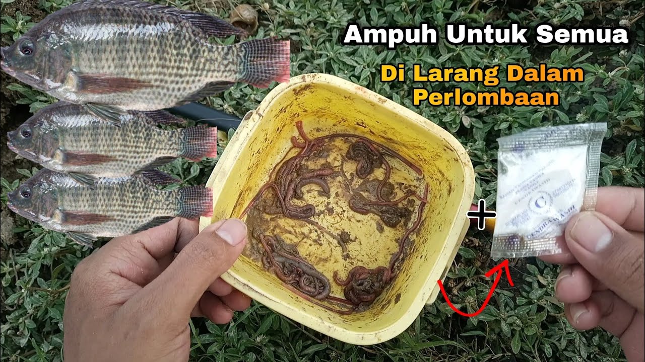 Mancing Nila Liar Umpan Cacing + Vanilla || Full Strike