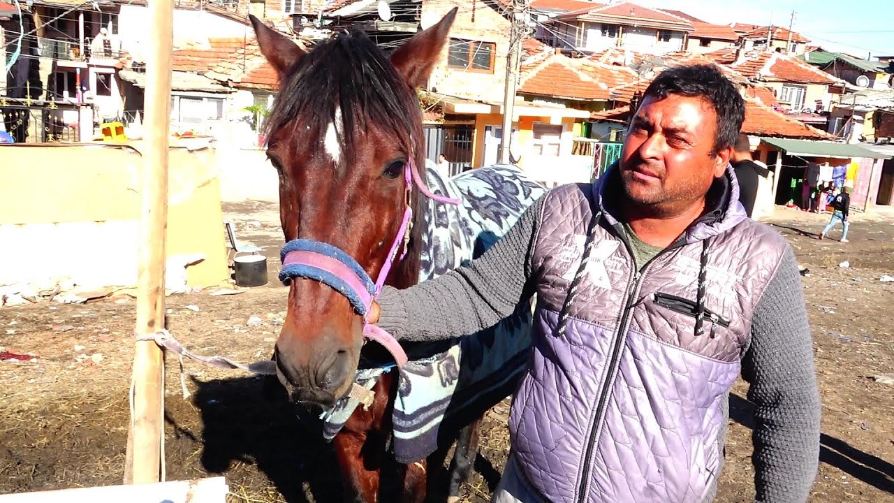 най силният кон ямбол за 2024 г