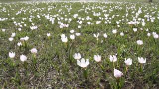 Selahaddine Geveri Deşta Puşu Peşenge (Deşta Geverê)