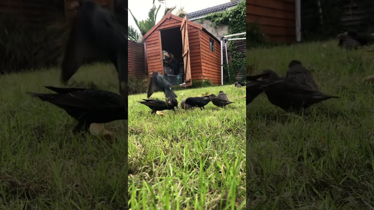 Starling Bird Feeding 