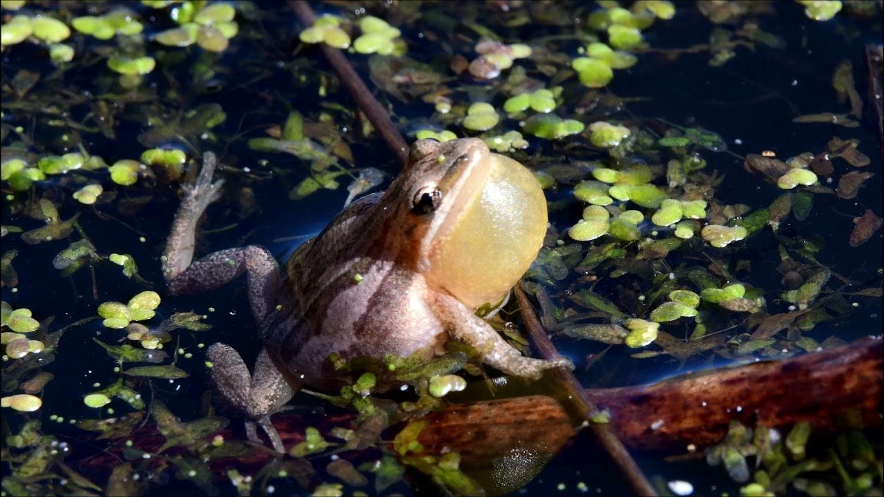 Boreal Chorus Frogs Calling © Kip Ladage YouTube