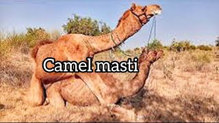 Camel enjoying |Carrying weight #camel #camellife #animals #thar #viralvideo @Camels_horse