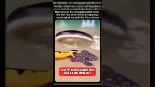 MENGERIKAN ! Ular Beracun Menggigit Gurita Cincin Biru Siapa Pemenangnya?#ular #gurita #extreme #fyp