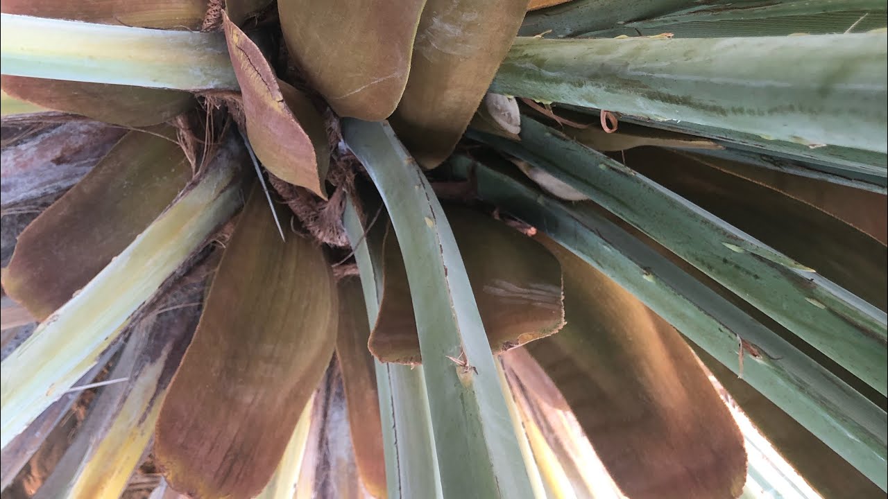 من ارض الواقع انتاج فحال واحد من الطلع يساوي 1750 ريال سعودي