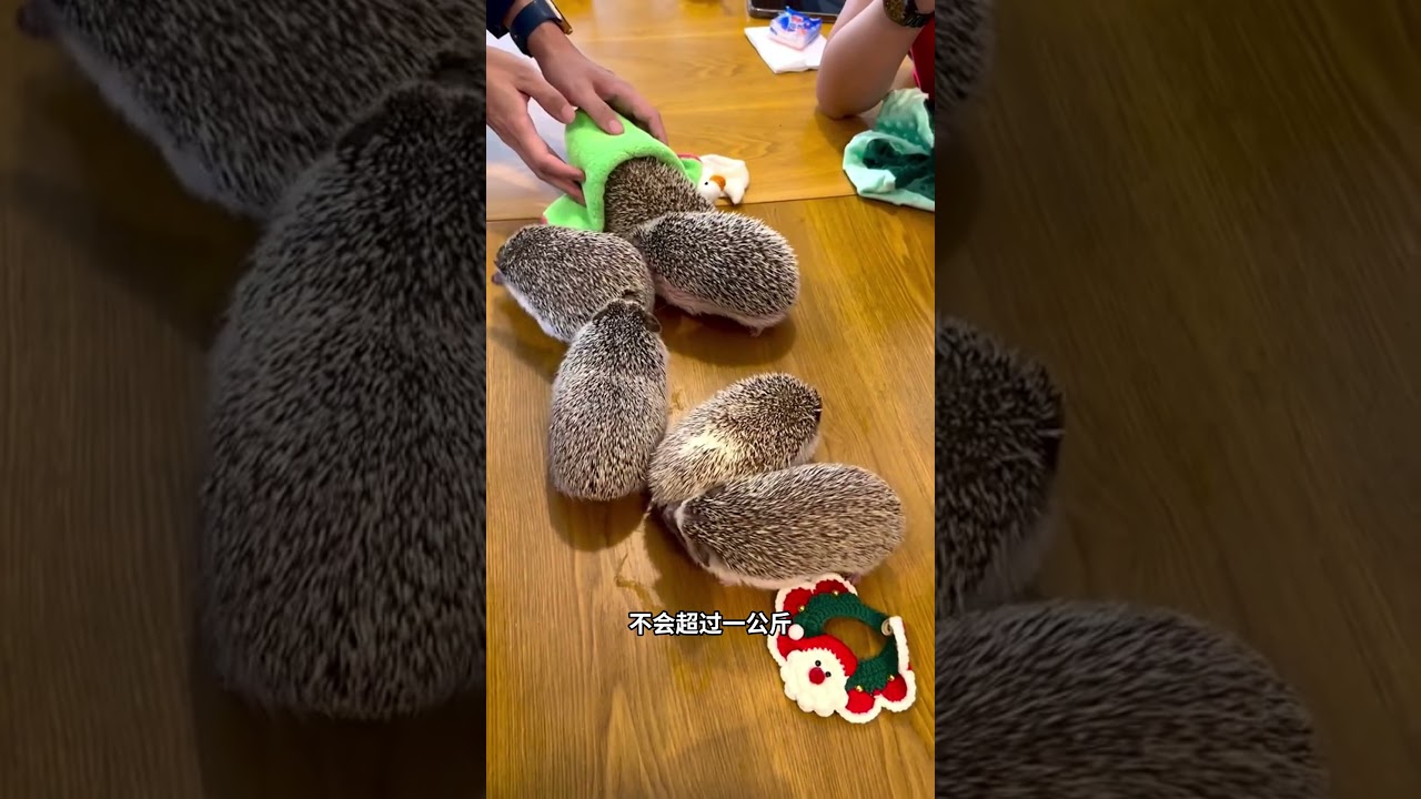 非洲迷你刺猬，这是一种宠物刺猬！