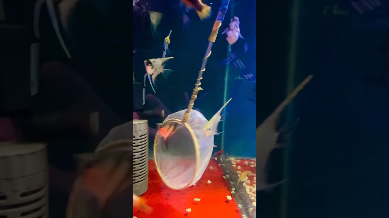 Serok ikan layang2 #shorts #shortvideo #short #aquarium #ikan #ikanhias