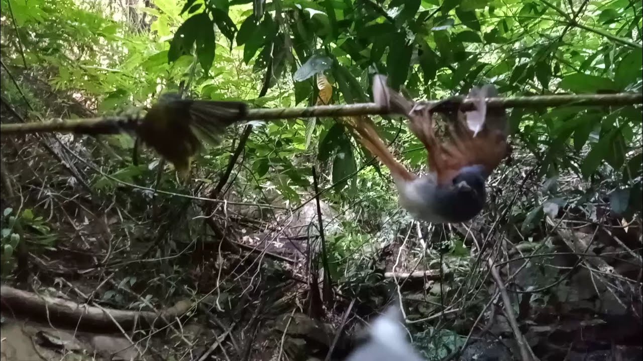 Ep63: mus cuab noog da dej nawb 15/10/2020