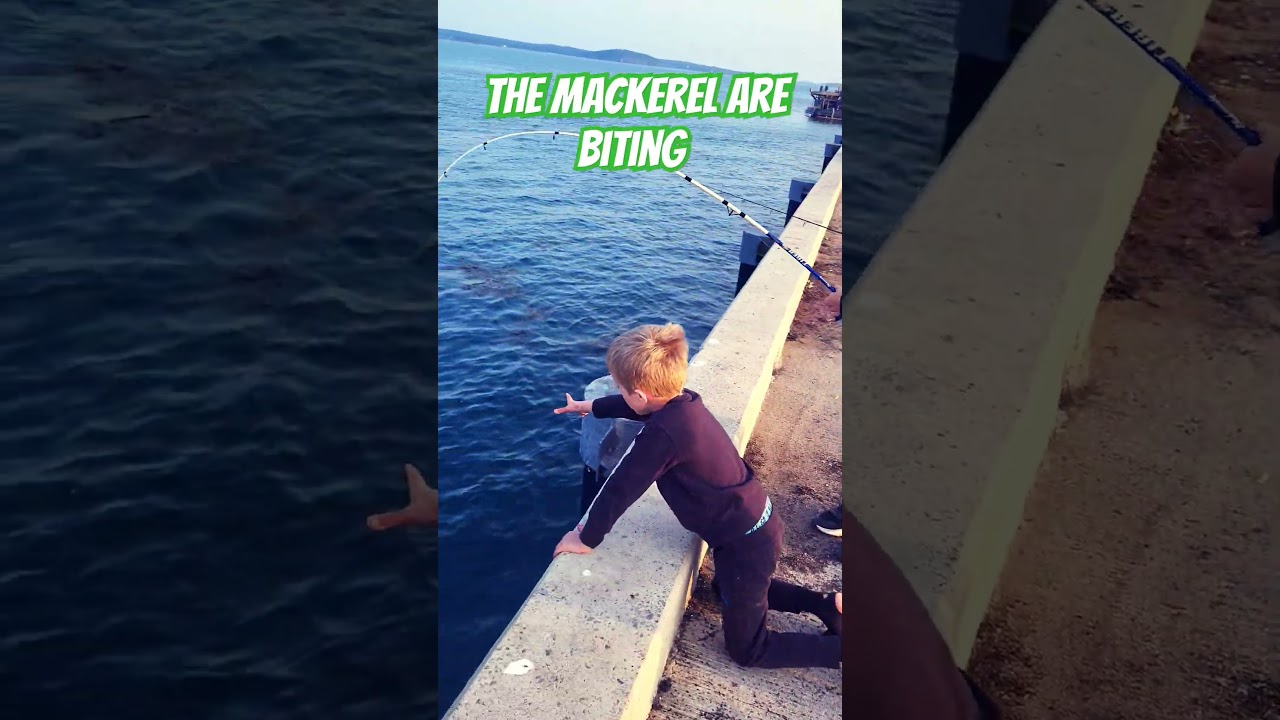 The Mackerel are Biting. 