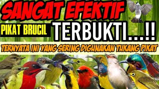 SUARA PIKAT BRUCIL RIBUT paling ampuh || No tipu-tipu ||