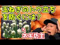 玉ねぎのトウ立ちを防ぐには？原因はなんだ？玉ねぎの特性を抑える