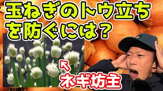 玉ねぎのトウ立ちを防ぐには？原因はなんだ？玉ねぎの特性を抑える