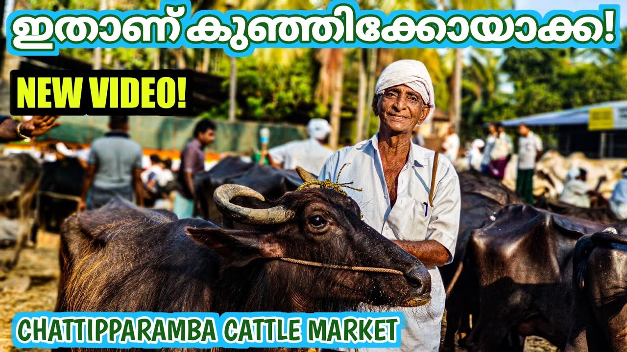 ഇതാണ് കുഞ്ഞിക്കോയാക്ക!CHATTIPPARAMBA CATTLE MARKET. NEW VIDEO...