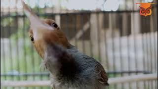 Pancingan Prenjak Semi Bahan Mudah Bunyi