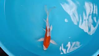 0854 Suda Erfly Kikusui Tosai 14Cm - 17Cm