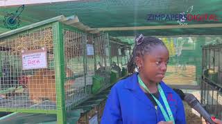 Rabbit Farming Shines As An Alternative Livestock Enterprise