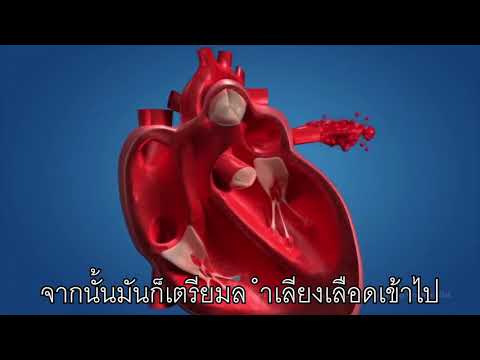 เพลง ระบบไหลเวียนโลหิต | Cardiovascular System Song