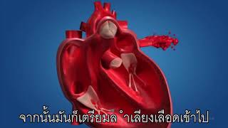 เพลง ระบบไหลเวียนโลหิต | Cardiovascular System Song