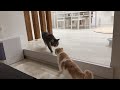 雷にビビってる弟を優しく慰めてくれてる兄猫が頼もしすぎました…