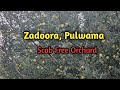 Orchard management at zadoora pulwama by hortikashmir  scientific management of apple orchard