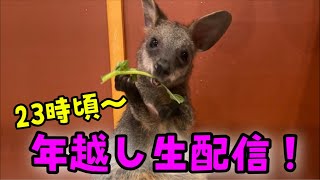 年越し生配信！