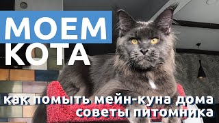 Как помыть кота дома. Мою моего кота мейнкуна Бармалея.