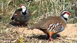 Picando La Jaula - Manuel Picón