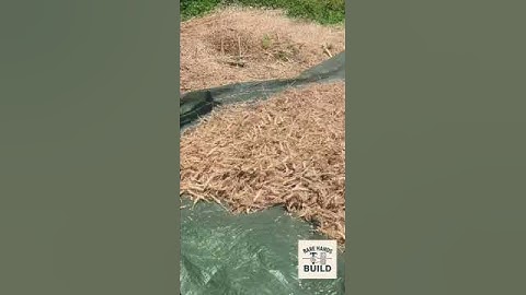 Wheat Threshing Tradition-Harvesting Golden Grains the Old-School Way  #Barehandsbuild