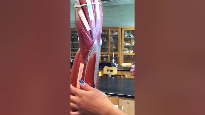 Anatomy with Amanda Kean University