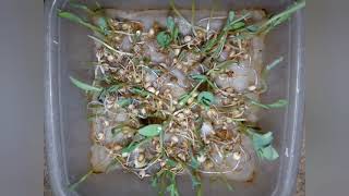 طريقة إستنبات الذرة الرفيعة | Sorghum plant culture