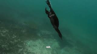 Top 10 Most Unique Creatures of the Galapagos Islands