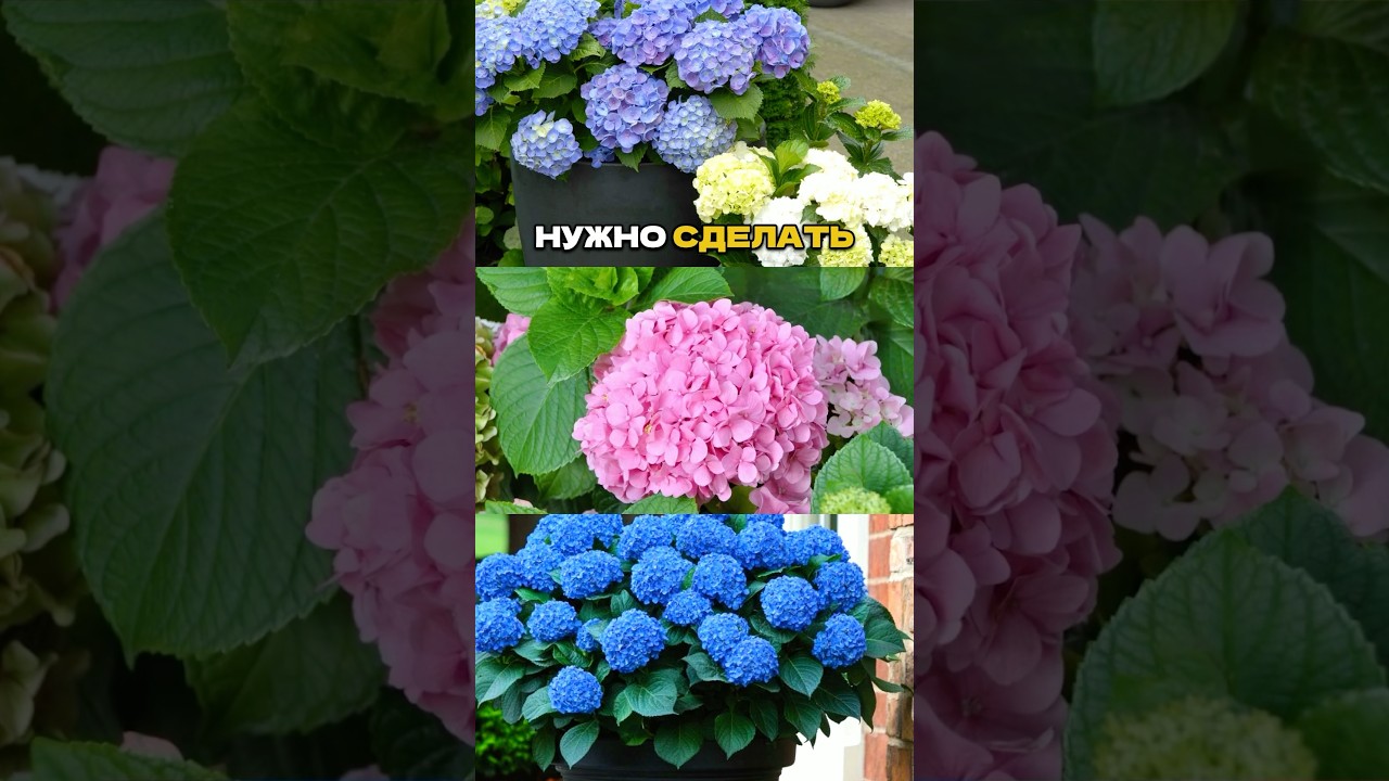 «Волшебная Таблетка» для Гортензий💊🌿