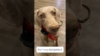 Miguel is forever a gentleman. #miguel #mayhem #weim #weimaraner #gentleman #doglife