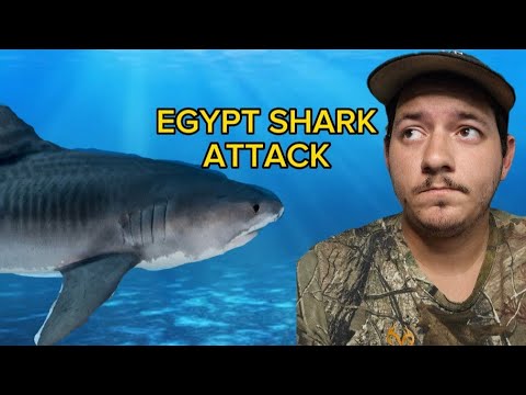 tiger shark eats tourist in egypt