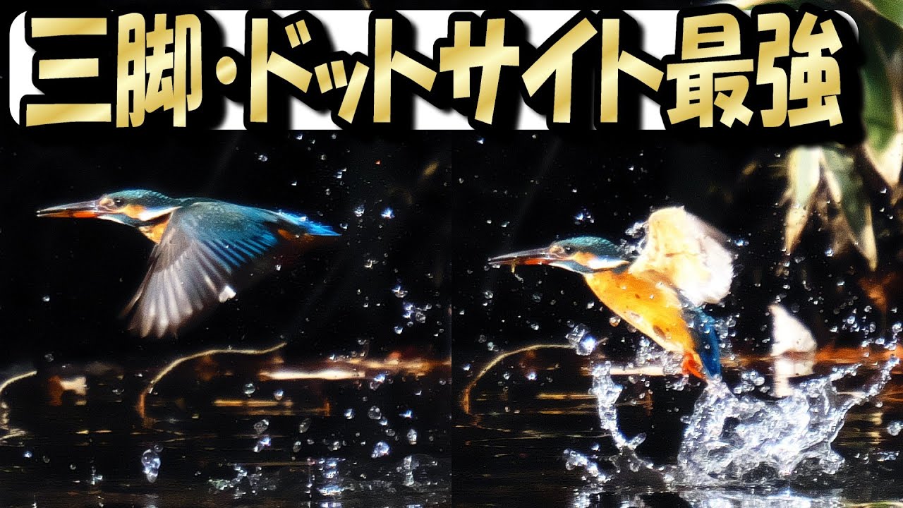 【奇跡】カメラドットサイト使ったらカワセミのホバリング撮れた　INNOREL三脚・ビデオ雲台レビューカメラの照準器