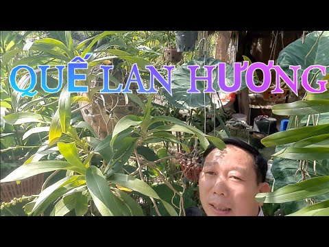 QUẾ LAN HƯƠNG - QUẾ THÁNG 8 - QUẾ TRẮNG.