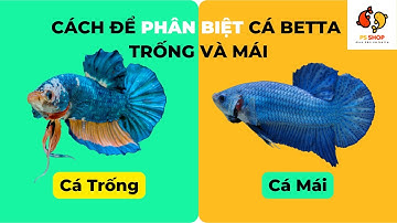 How to Tell the Difference Between Male and Female Betta Fish in Just 30 Seconds