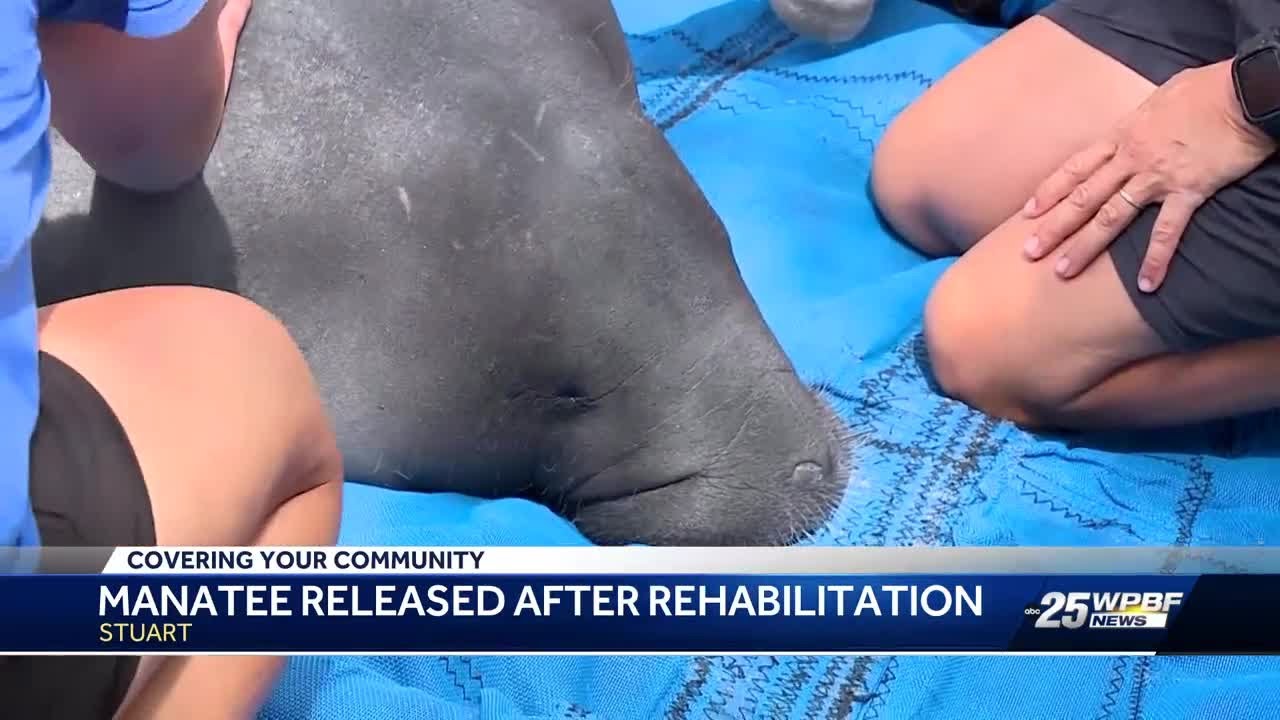 'This manatee is very lucky': Dozens gather in Stuart to watch manatee ...