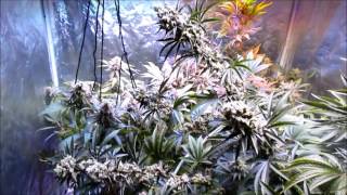 PissDrunx0420 Pheno Hunt: S3:E6 Startin Over,  Harvesting Dark Dragon