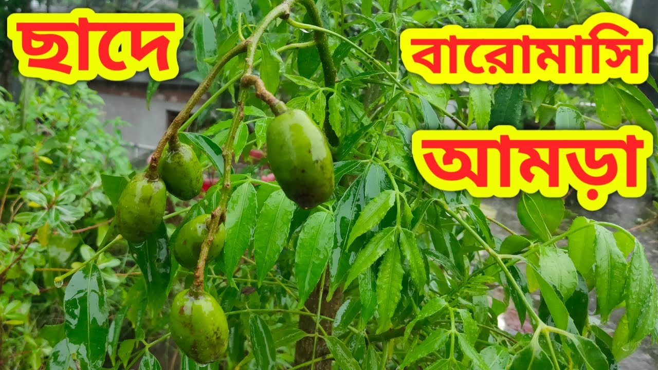 ছাদে থাই বারোমাসি আমড়া গাছ। Thai all time hog plum tree. Thai Baromasi ...