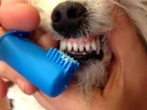 Video: Cómo Cepillarse Los Dientes Para Un Terrier De Juguete