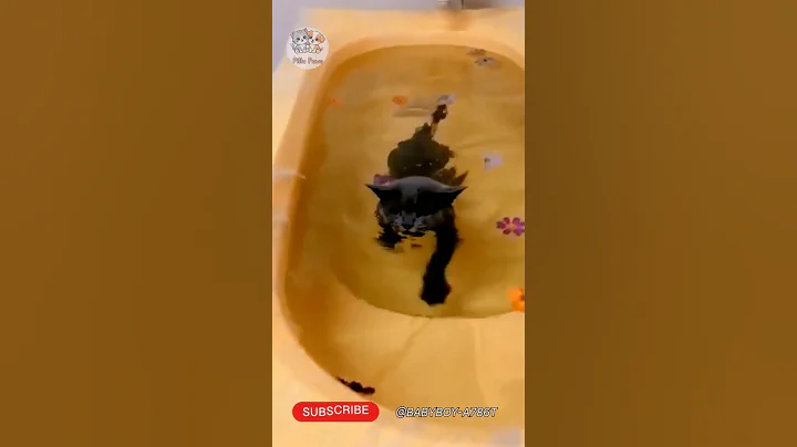 Video 10601401: bathtub cat kitten, cute cat bathtub, cat cute kittens adorable