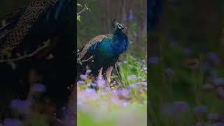 amazing video
