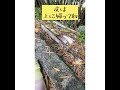タケノコが伸びた そこに招かざる客が 