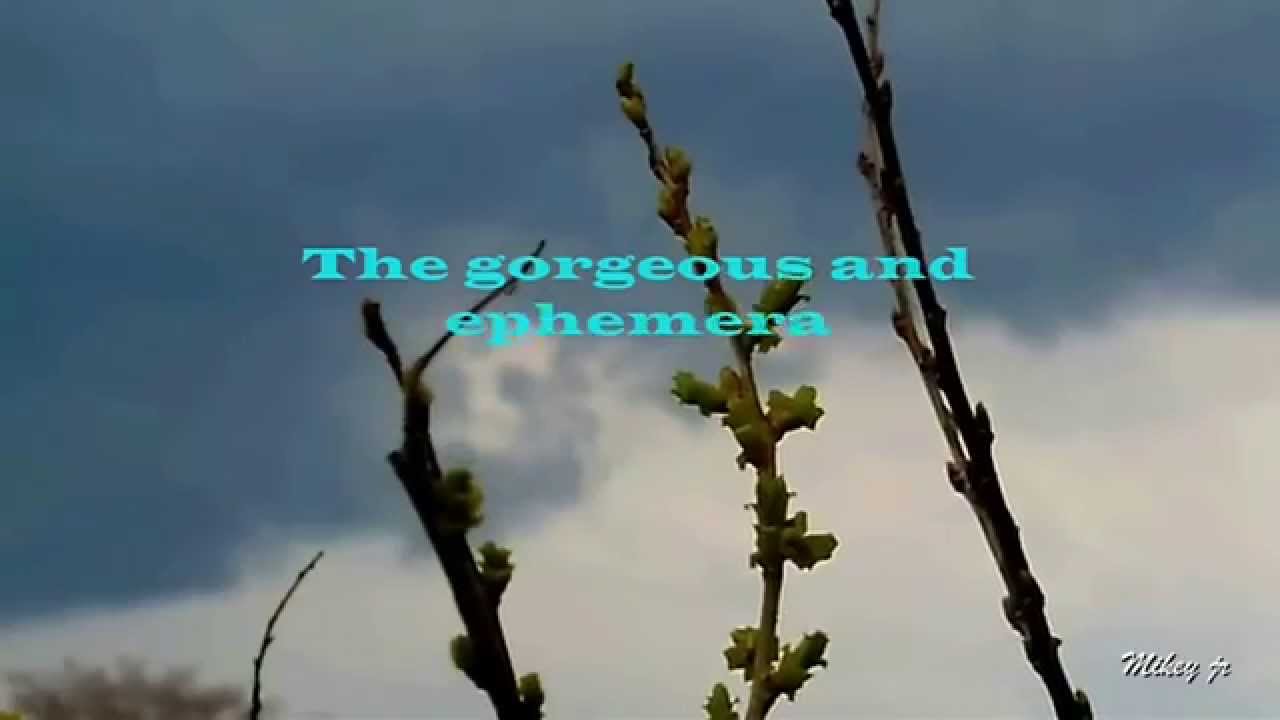 Vangelis－Antarctic echoes - YouTube