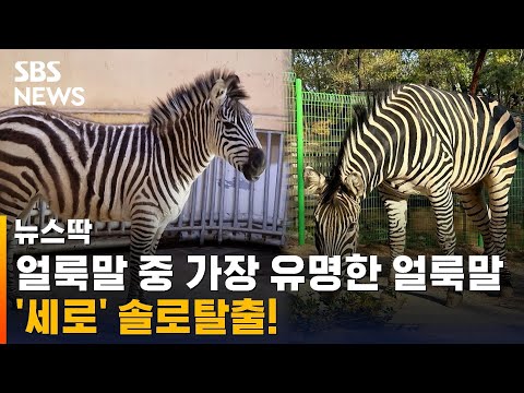 탈출 얼룩말 '세로', 여친 생겼다…"차분한 3살 연하" / SBS / 뉴스딱