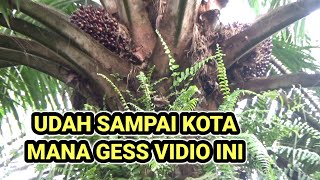 Download Lagu Udah sampai.kota mana gess vidio ini !! panen sawit pokok tinggi !! MP3 Download Lagu Udah sampai.kota mana gess vidio ini !! panen sawit pokok tinggi !! MP3